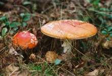 Mushrooms, mushrooms ... / ***