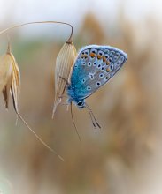 When copper-butterfly sleeps / *****************