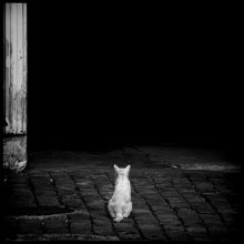 White and black cat entrance / ***