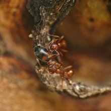 Ladybird bullheaded Scymnus frontalis and the ants Myrmica rubra / ----------