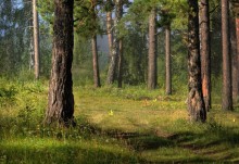 Morning in a Pine Forest / ***