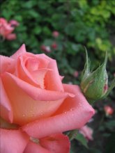 After the rain / ---------------