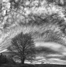 flowering oak / ***