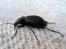 poisonous beetle / ***