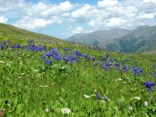 Alpine meadows / ***