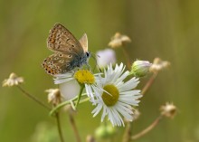 Insect and chamomile / ***