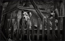 Lucy & son ... / ***