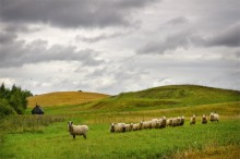 Cloudy rural landscape with sheep / ***