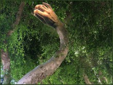 To touch the foliage ... / *****************