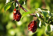 A couple of / ........