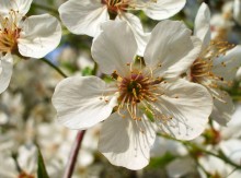 Spring Flowers / ***