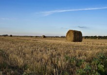 Autumn field / ***