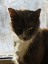 Stubborn, barbed ... / ***