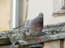 Pigeon / -----
