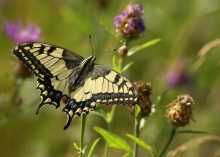 Swallowtail / ***