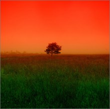 through the tall grass ... / ***