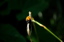 Ladybug / ***