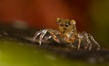 CURIOUS crab / ***