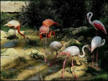 FLAMINGO LIVING in the Swamp ... / ****************