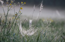 morning dew spider's Cradle / ***