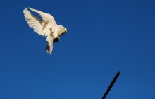 Dove / ***