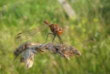 Red Dragonfly on stem / ***