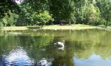 and white swan over green water ... / ***