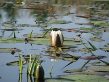 Water lily / ***