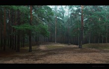 Shishkin Forest. / ***