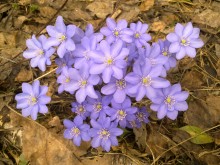 The first flowers / ***
