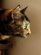 Tusya / ***