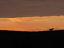 Dawn / ***