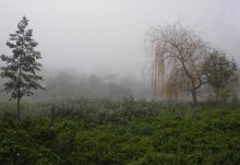Foggy landscape / ***