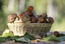 mushroom harvest / .................