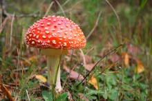 Fly-agaric / ***