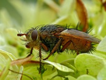 Ezhemuha fierce / Tachina fera