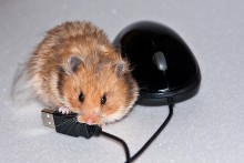 We, too, the mouse! / ***