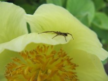 The guard of the flower / ***