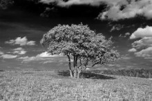 Brothers on a root / _____________*