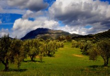 olive orchards / ***