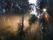 MORNING IN THE FOREST / ***