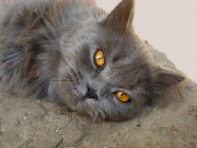 Grey homeless / ***