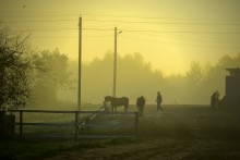 Morning on the Farm / *********