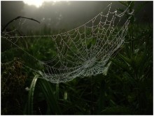 spider's web / . . .