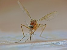 Mosquito Culex pipiens real / ***