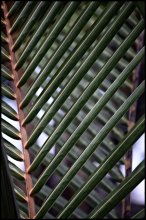 Palm leaf / ***