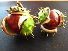 Autumn chestnut / ***
