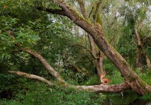 beaver territory / _____________