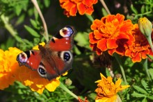 Another beauty / ***