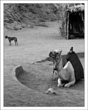 Camel / ***